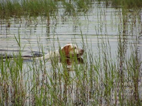 Bird Dog Training Pointing Dog Training Upland Gun Dog Trainingfield