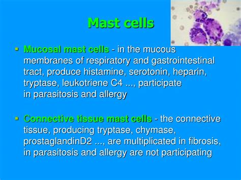 PPT - Basophils and mast cells and their importance in immune responses ...