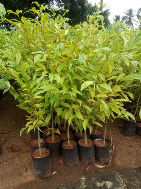 Agarwood Tree - Avenues Plants – Exotic Flora