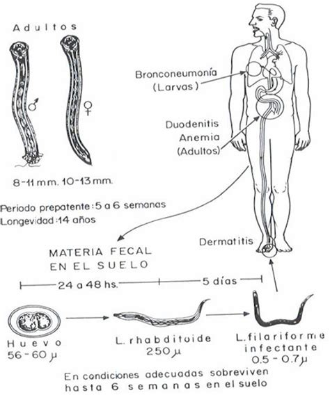 Necator Americanus