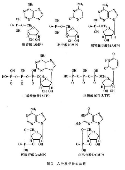 核苷酸 现代医学 百科知识