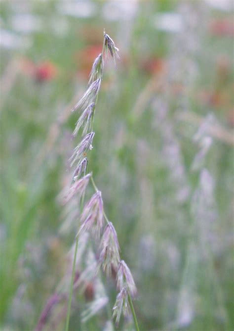 Black Grama Native American Seed