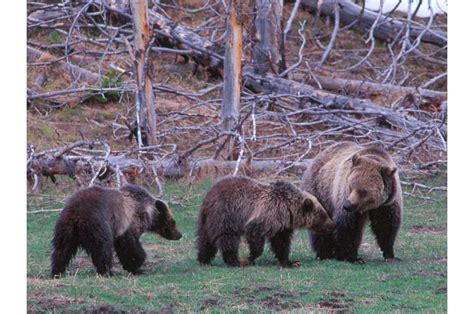 In A Changing Ecosystem Yellowstone Grizzly Bears Are Resilient