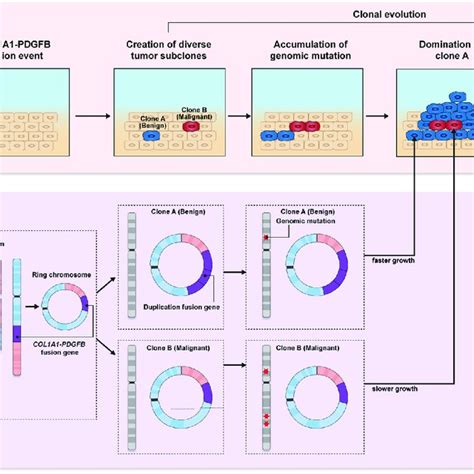 Clonal Evolution Model Col1a1 Pdgfb Fusion Initiates Tumorigenesis Of