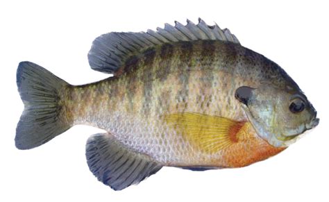 Panfish | Species Breakdown