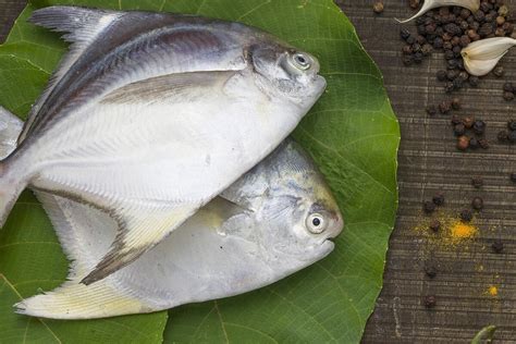 Palometa un pescado abundante en proteínas 2024