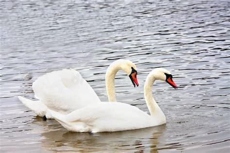 Married Couple Of White Swans Stock Image Image Of Spring Outdoors