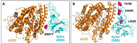 The Structure Of The Receptor Binding Domain Rbd Of Sars Cov 2 Spike