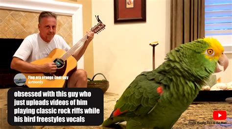 This Video Of Tico The Parrot Singing Along To Rock Classics Has