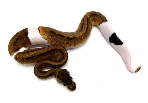 Pinstripe Pied 100 Het Lavender Albino Royal Constrictor Designs