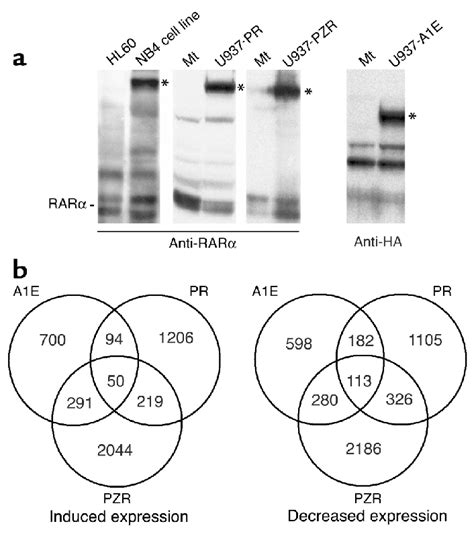 A Western Blot Analysis Of Fusion Protein Expression In The U937