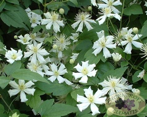 Paul Farges Summer Snow Snow In Summer Clematis Plants