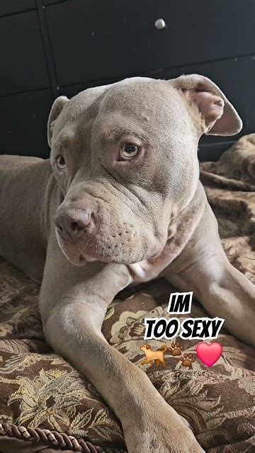 My Dog Think Hes Sexy😂🐕🐾 ️ Adorabledog Bullybreed