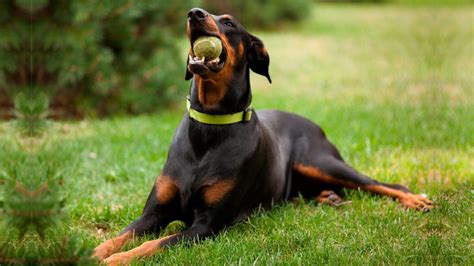 Los Mejores Juguetes Para Doberman Pinschers