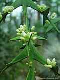 Colletia Cruciata Colletia Paradoxa Colletia Spinosissima Colletia