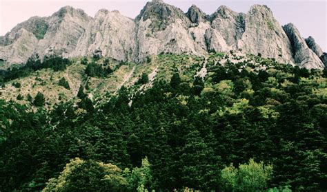 El Pinsapar Un Tesoro Nico En Plena Sierra De Grazalema Portavoz