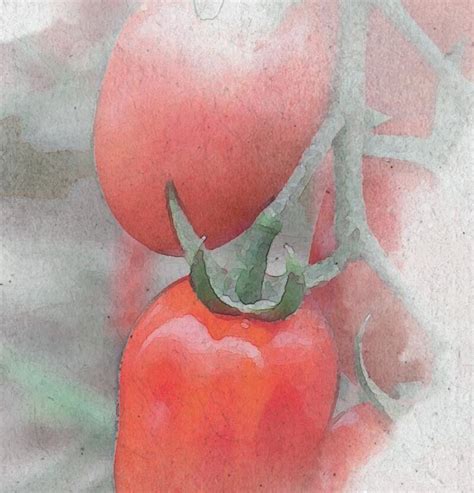 Catálogo De Tomates 2023 By Meridiem Seeds Issuu