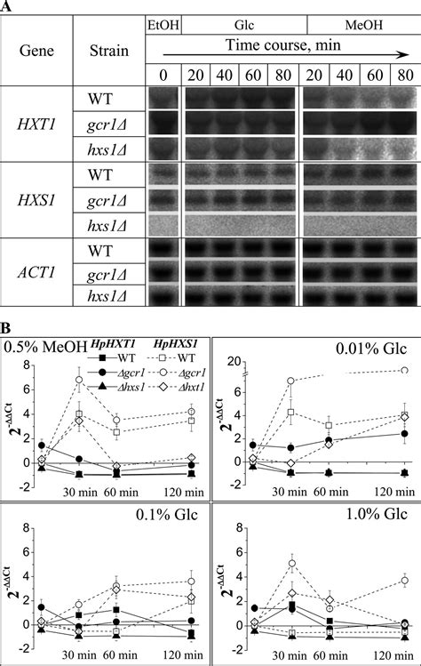 Identification Of Hexose Transporter Like Sensor Hxs And Functional