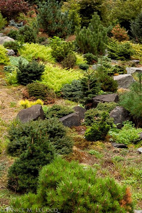 Dwarf Conifers Evergreens Foliage Gardening Conifers Garden Evergreen Plants Rock Garden