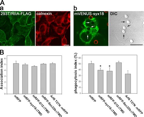 Overexpression Of The Cytoplasmic Portions Of Syntaxin And D