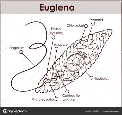 Euglena Diagram With Labels Image Result For Well Labeled Diagram Of