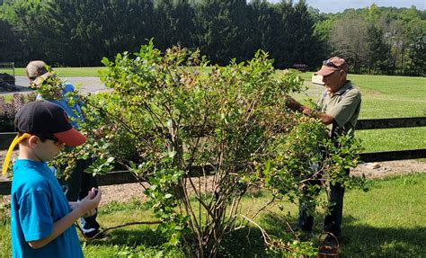 Blueberry Picking - Beyond Behnkes