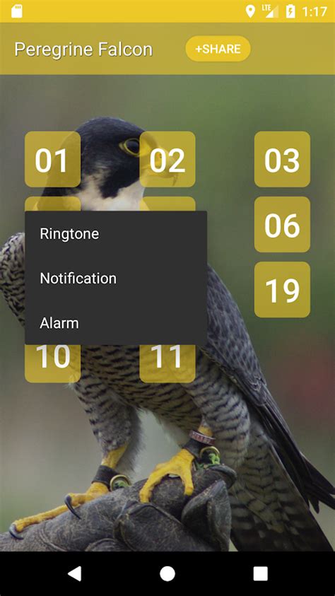 Peregrine Falcon sounds - Android Apps on Google Play