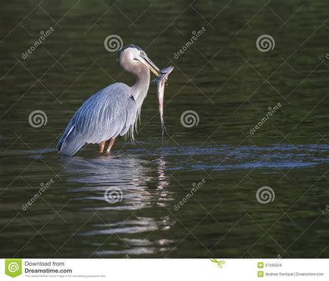 Garza De Gran Azul Con Los Pescados En Agua Poco Profunda Foto De