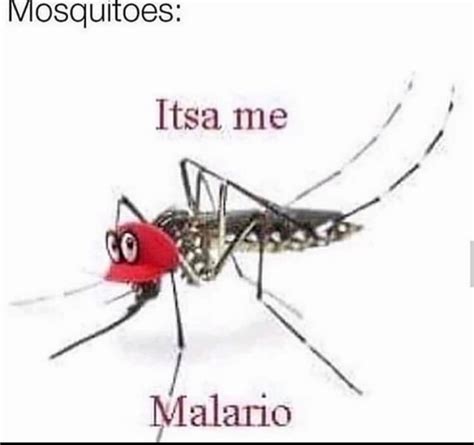 Mosquitoes: : r/meme