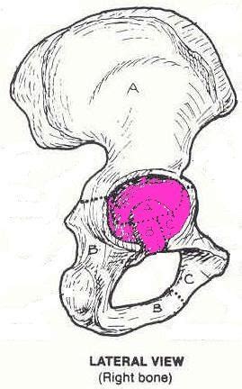 Hip Pelvis Anatomy Flashcards Quizlet