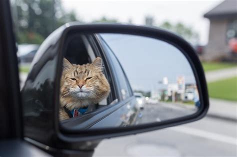 Cómo llevar a tu mascota en el coche estas vacaciones sin riesgo a que