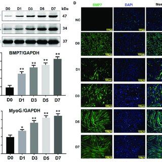 Expression Pattern Of BMP7 During The Differentiation Of C2C12 Cells A