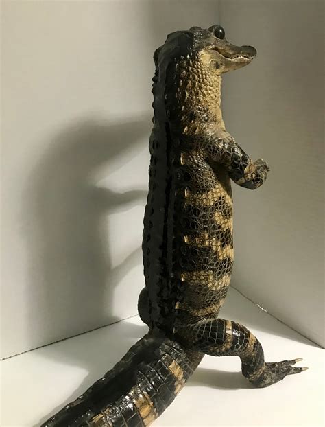 Vintage 18tall 22long Taxidermy Real Full Standing Alligator Etsy