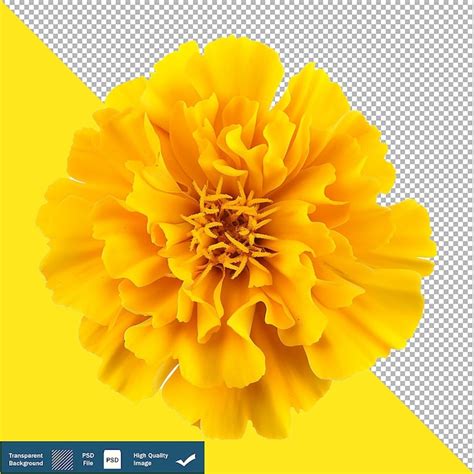 Flor De Man Golda Amarilla Aislada Sobre Un Fondo Blanco Transparente