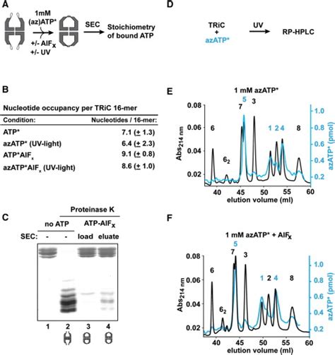 Substoichiometric ATP Binding In The Eukaryotic Chaperonin TRiC