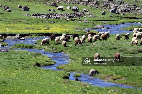 Sinek Yaylası koyun ve kuzu sesleriyle şenlendi