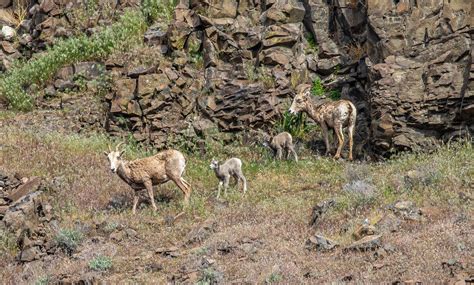 Bighorn Sheep Ewes And Lambs AtmosFear Video Flickr