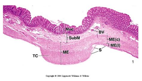 colon histology : Biological Science Picture Directory – Pulpbits.net