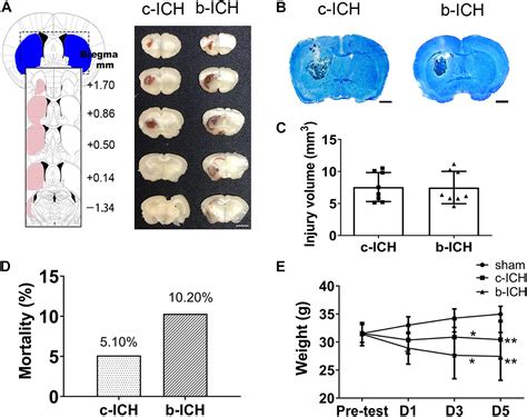 Frontiers Profiling Of Blood Brain Barrier Disruption In Mouse