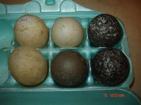 6+ Duck Eggs Pure Breeds Cayuga-Khaki Campbell-Magpie (14 eggs total!) | BackYard Chickens