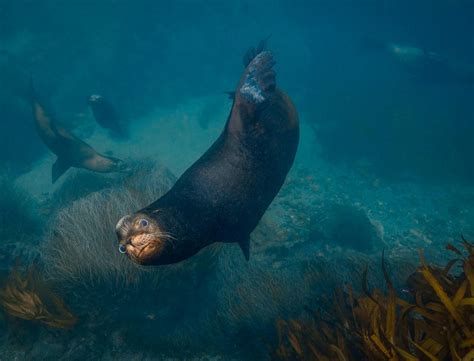 Морской котик: описание, где обитает, чем питается, сколько живет