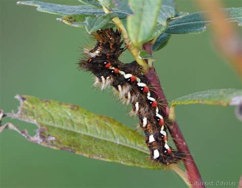 Noctuelle De La Patience Acronicta Rumicis Laurent Carrier Ornithologie