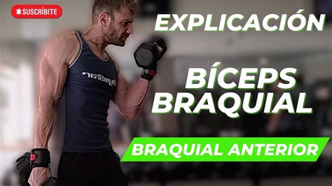 C Mo Entrenar El B Ceps Braquial Y El Braquial Anterior Youtube