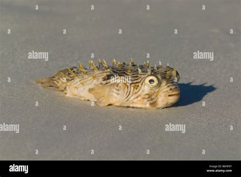 Puffer fish dead on the beach Stock Photo: 21283275 - Alamy