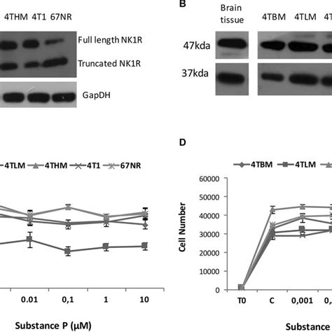 The Effects Of NK1 Receptor Antagonist RP RP 67580 On Cell