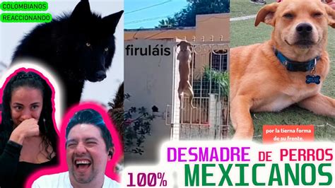 DESMADRE de PERROS 100 MEXICANOS Lloramos reímos nos asombramos