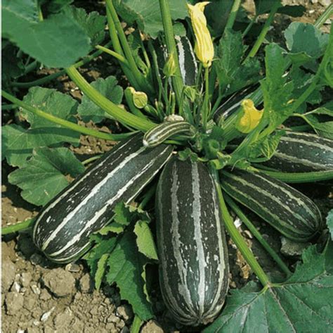 Marrow Long Green Bush 10 Seeds Bolly Bulbs