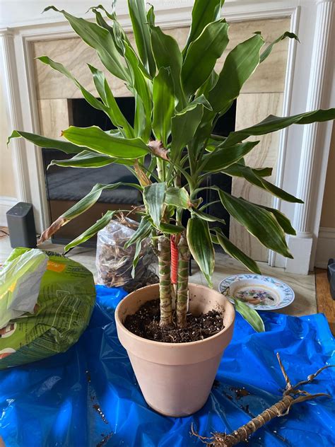 Is My Corn Plantdracaena Dying From Over Or Under Watering R