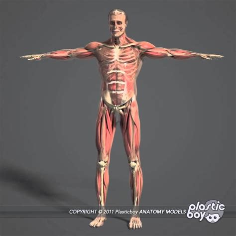 Anatomy Images Human Anatomy 3d 3d Anatomy Model