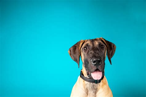 Housetraining Your Adult Dog - Pasadena Humane